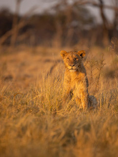 Lion cub in Okavango Delta, Botswana.