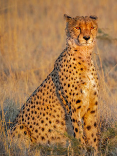Male cheetah in Savuti.