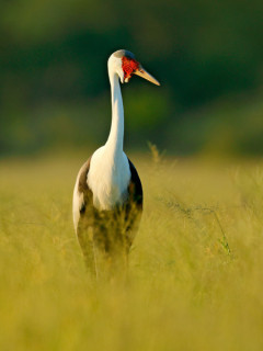 Wattled crane in Moremi Game Reserve, Okavango Delta, Botswana