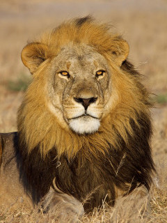 Lion in Botswana.