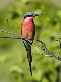 Carmine bee-eater in the Okavango Delta, Botswana