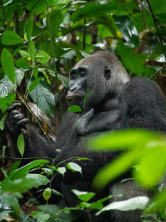 Gorilla in Odzala-Kokoua National Park, Congo.