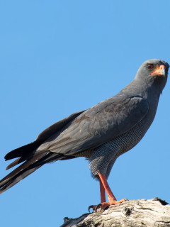 Dark chanting goshawk