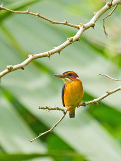 African pygmy kingfisher in Gambia