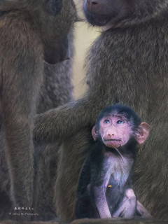 Yellow baboon baby in Olkirimatian Conservancy, Kenya.