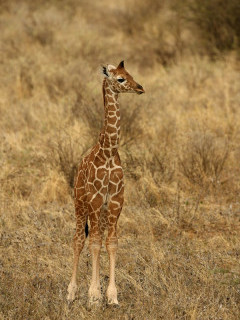 Baby giraffe in Kenya