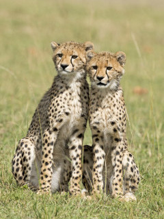 Cheetah in Masai Mara National Reserve, Kenya