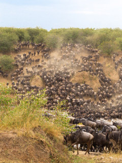 Wildebeest migration crossing the Mara River in Kenya