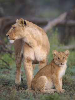 Lioness and cub in Masai Mara, Kenya.