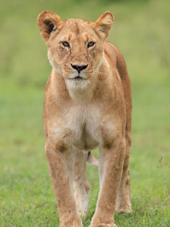 Lioness in Masai Mara National Reserve, Kenya.