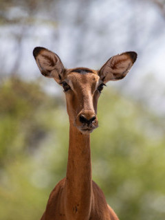 Puku in Olkirimatian Conservancy, Kenya.