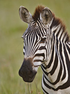 Zebra in Masai Mara, Kenya