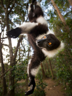 Black-and-white ruffed lemur in Andasibe-Mantadia National Park, Madagascar.