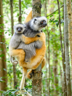 Diademed sifaka in Andasibe-Mantadia National Park, Madagascar.
