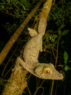 Mossy leaf-tailed gecko in Andasibe-Mantadia National Park, Madagascar.