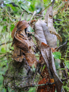Satanic leaf-tailed gecko in Andasibe-Mantadia National Park, Madagascar.