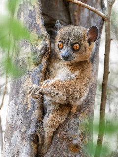 Anjiamangirana sportive lemur in Anjajavy Private Reserve, Madagascar.
