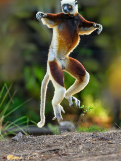 Coquerel's sifaka in Anjajavy Private Reserve, Madagascar.