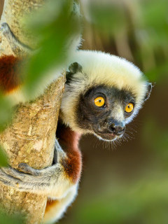 Coquerel's sifaka in Anjajavy Private Reserve, Madagascar.