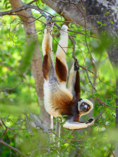 Coquerel's sifaka in Anjajavy Private Reserve, Madagascar.
