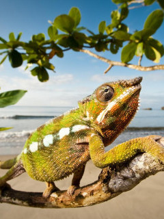 Panther chameleon in Masoala National Park, Madagascar.