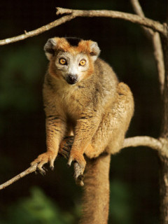 Crowned lemur in Madagascar.