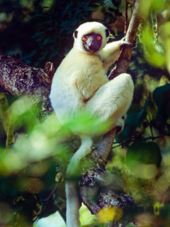 Decken's sifaka in Madagascar.