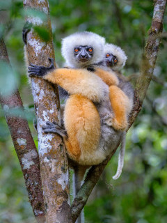 Diademed sifaka in Madagascar.