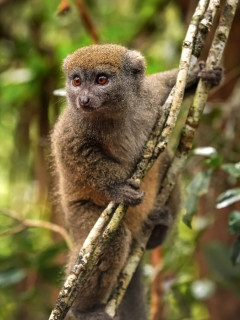 Eastern lesser bamboo lemur in Madagascar