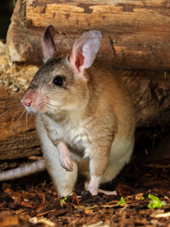 Giant jumping rat in Madagascar.