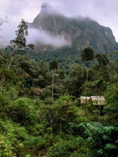 Lowland rainforest in Marojejy  National Park, Madagascar.