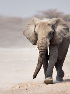 African elephant in Etosha National Park, Namibia