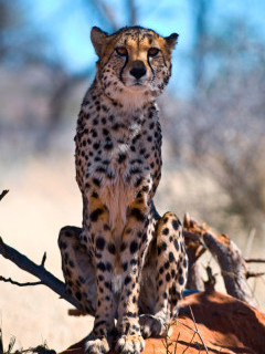Cheetah in Okonjima Private Reserve, Namibia.