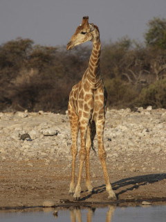 Giraffe in Etosha National Park, Namibia