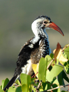 Southern red-billed hornbill in Namibia