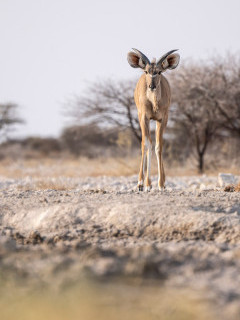 Kudu in Namibia.