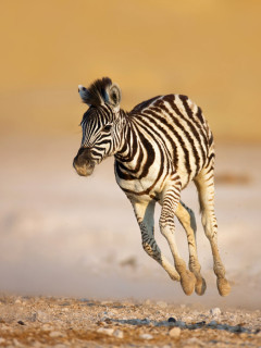 Plains zebra foal in Etosha National Park, Namibia