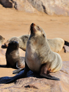 Cape fur seal at Walvis Bay in Namibia