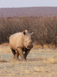 White rhino in Namibia