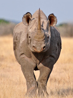 Black rhino