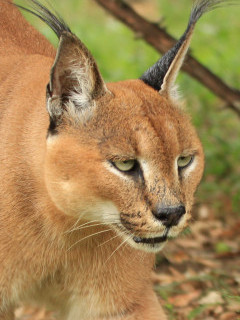 Caracal in South Africa.