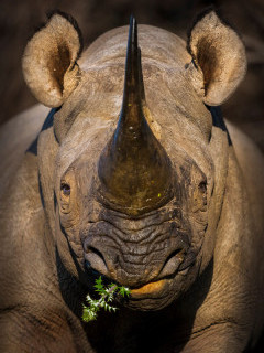 Black rhino in Kariega Reserve, South Africa.