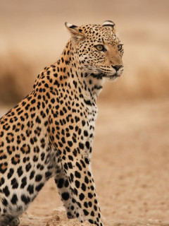 Leopard in South Africa