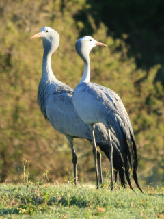 Blue crane along the Garden Route in South Africa.