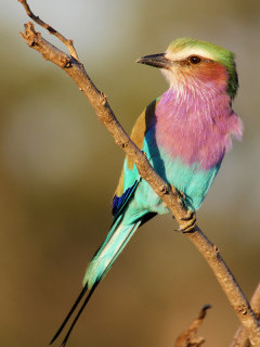 Lilac-breasted roller in South Africa