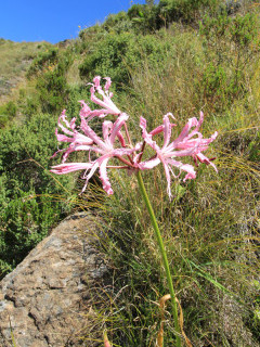 Nerine in Royal Natal National Park in South Africa.