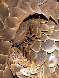 Pangolin.