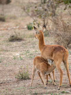 Puku and calf in South Luangwa National Park, Zambia.