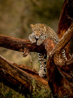 Leopard at Zimanga Private Game Reserve in South Africa.