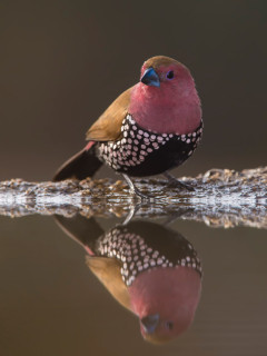 Pink-throated twinspot at Zimanga Private Game Reserve, South Africa.